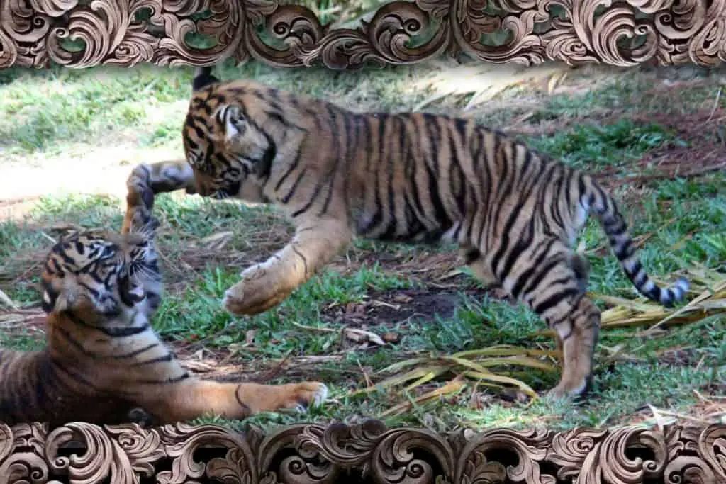 Sumatran tiger kittens playing at San Diego Tull Tiger Trail