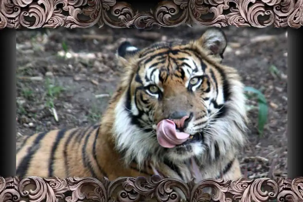 Sumatran tiger licking whiskers at Tiger Trail in Safari Park