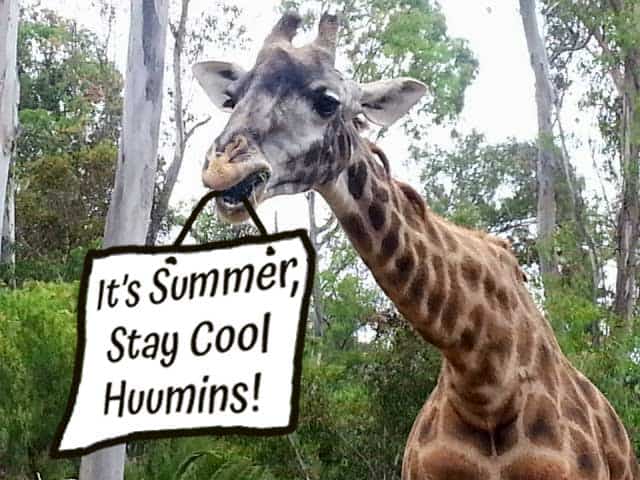 Giraffe at San Diego Zoo holding a sign which says, "It's Summer, Stay Cool Huumins!"