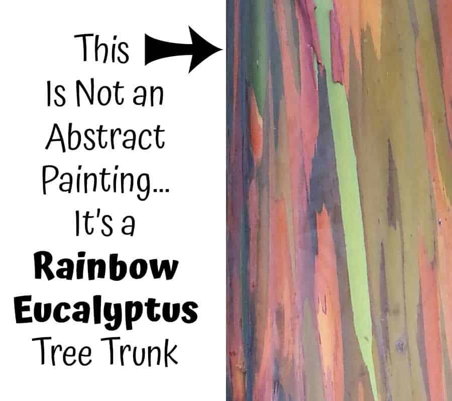 Rainbow Eucalyptus trunk outside San Diego Zoo. Part of their rare plants collection.