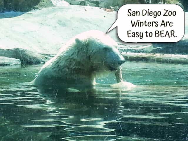 San Diego Zoo polar bear saying, "San Diego Zoo winters are easy to BEAR."