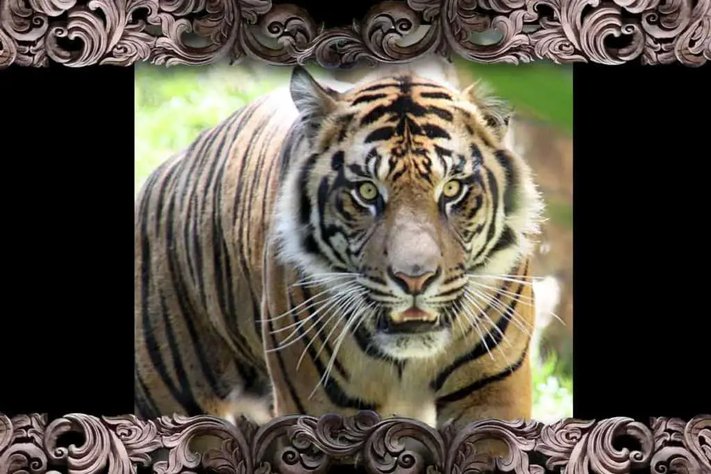 Sumatran tiger at "Breakfast with Tigers" at San Diego Safari Park's Tull Tiger Trail