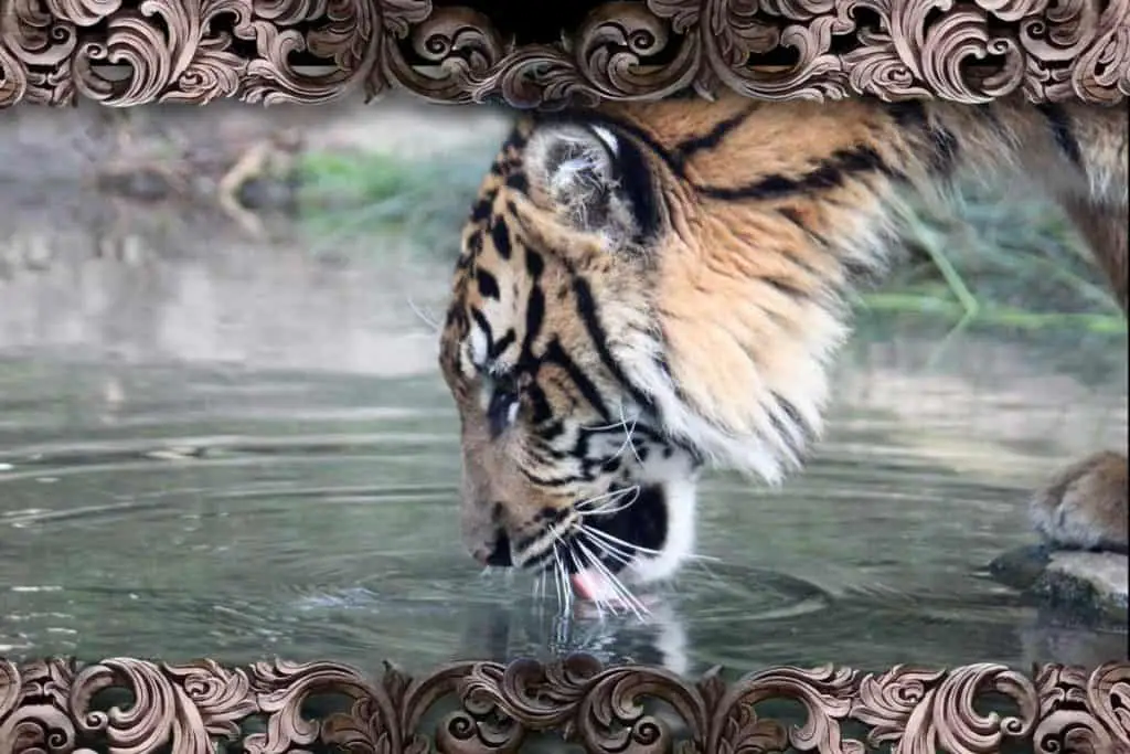 Sumatran tiger drinking at San Diego Zoo Safari Park Tiger Trail