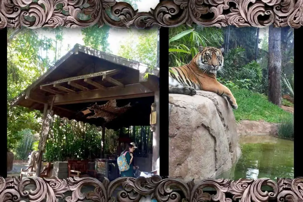 Pondok and tiger on rock above pool at Tiger Trail in San Diego Safari Park.