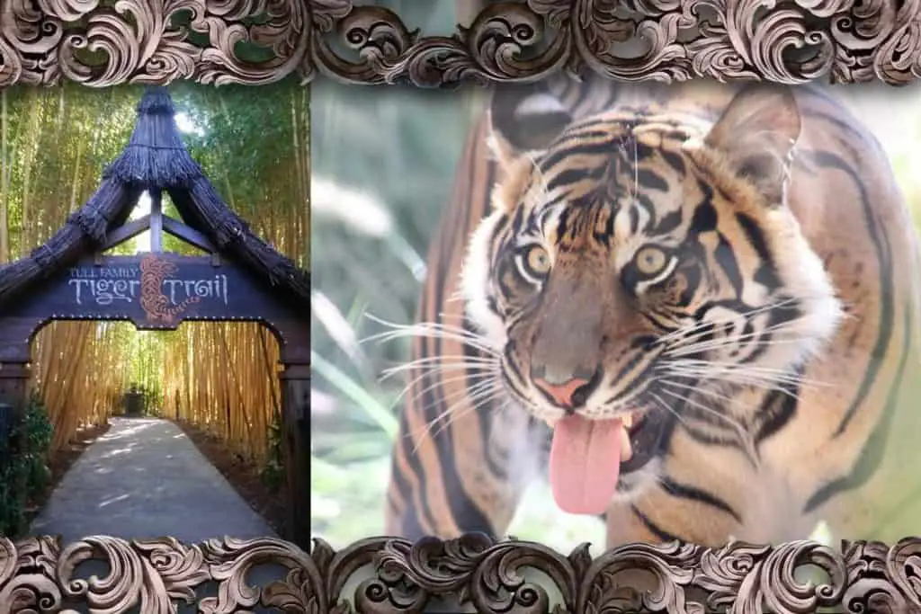 Photo collage of the entry to Tull Tiger Trail in San Diego Safari Park