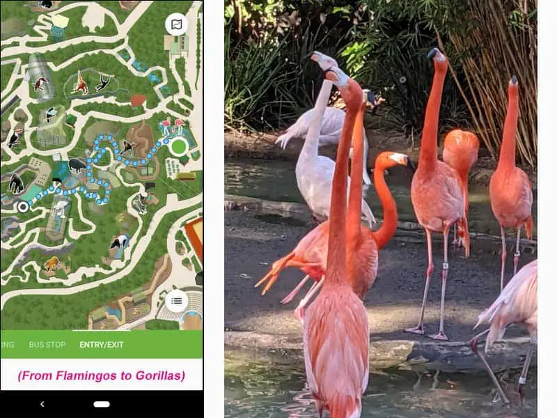 San Diego Zoo map. Route from flamingos to gorillas.