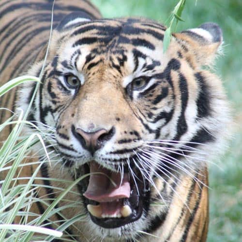 Growling tiger at the San Diego Safari Park's Tiger Trail. Photo by Bob Ulrich.