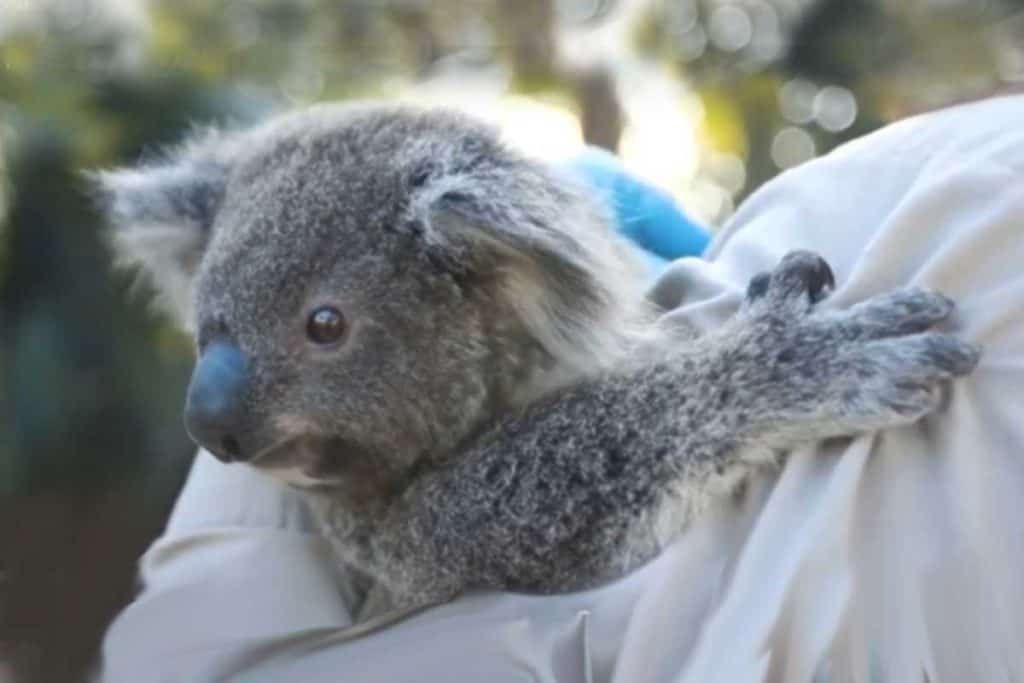 Can you hold animals at the San Diego Zoo? Like this koala's being held by a keeper?
