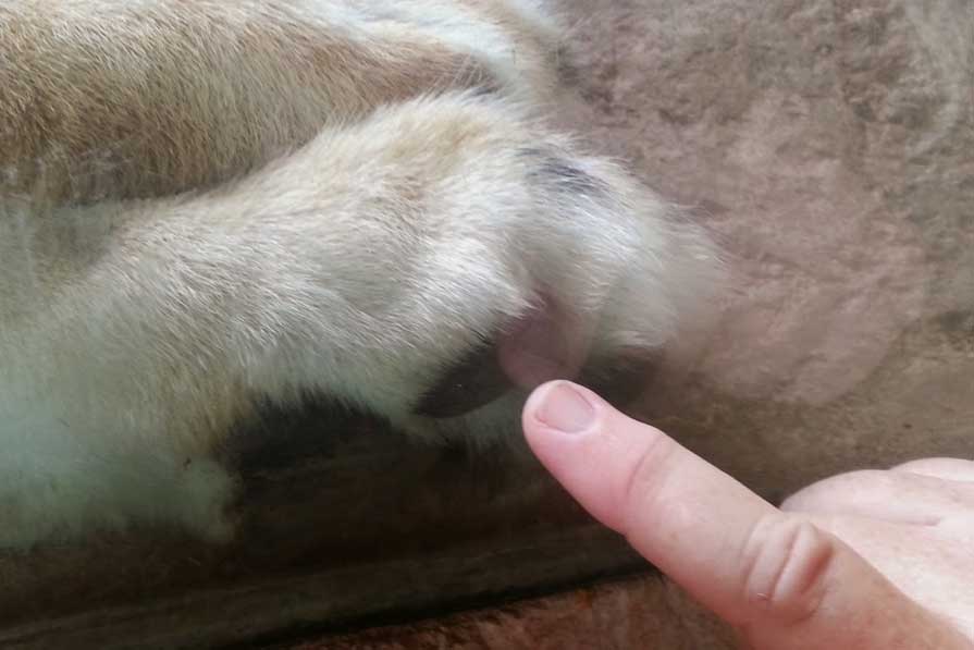 Lion's paw size  compared to hand at San Diego Safari Park's Lion Camp. Photo by Bob Ulrich.