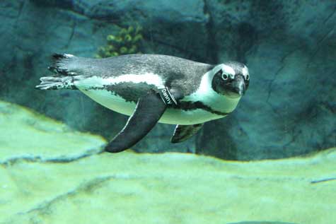 San Diego Zoo penguin swimming underwater at the Africa Rocks exhibit.