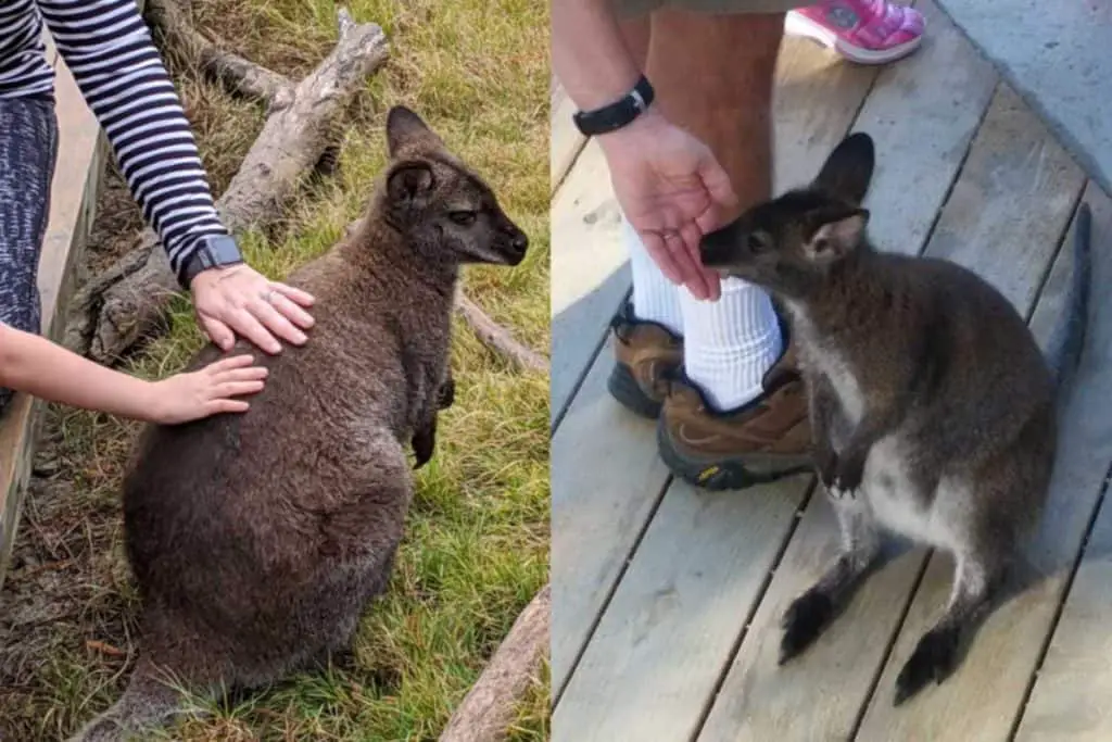 Petting wallabies at San Diego Safari Park's Walkabout Australia exhibit