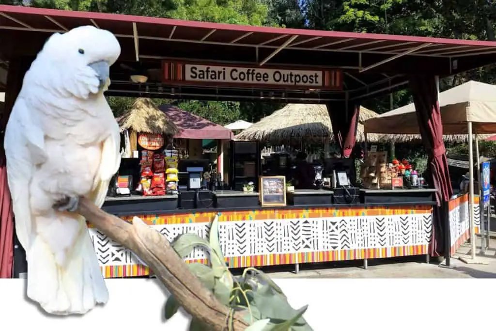 San Diego Safari Park's Safari Coffee Outpost. Say hi to Max the salmon-crested cockatoo.