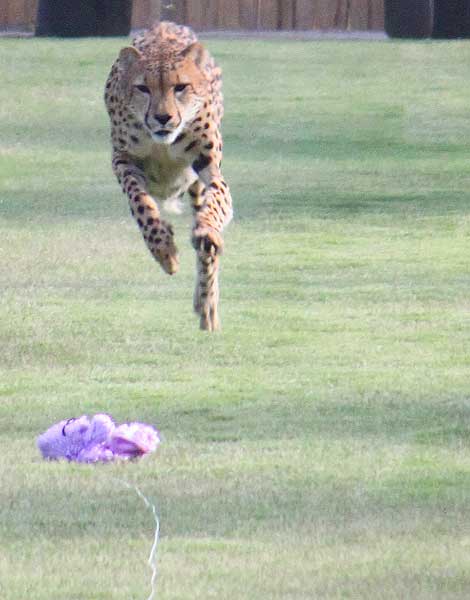 Cheetah chasing a stuffed animal lure at  Shiley's Cheetah Run at San Diego Safari Park
