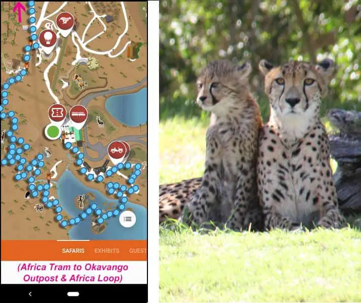 Safari Park map - route from Africa Tram to Okavango Outpost restaurant, cheetahs, okapi and the rest of the Africa Loop.