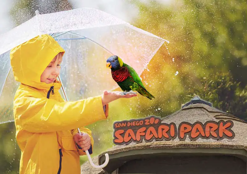 Visiting San Diego Safari Park in the rain is fun! Collage image by Nancy Ulrich.