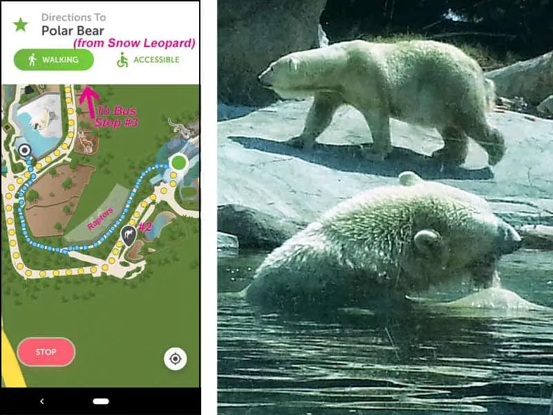 San Diego Zoo map. Route from snow leopards to polar bears