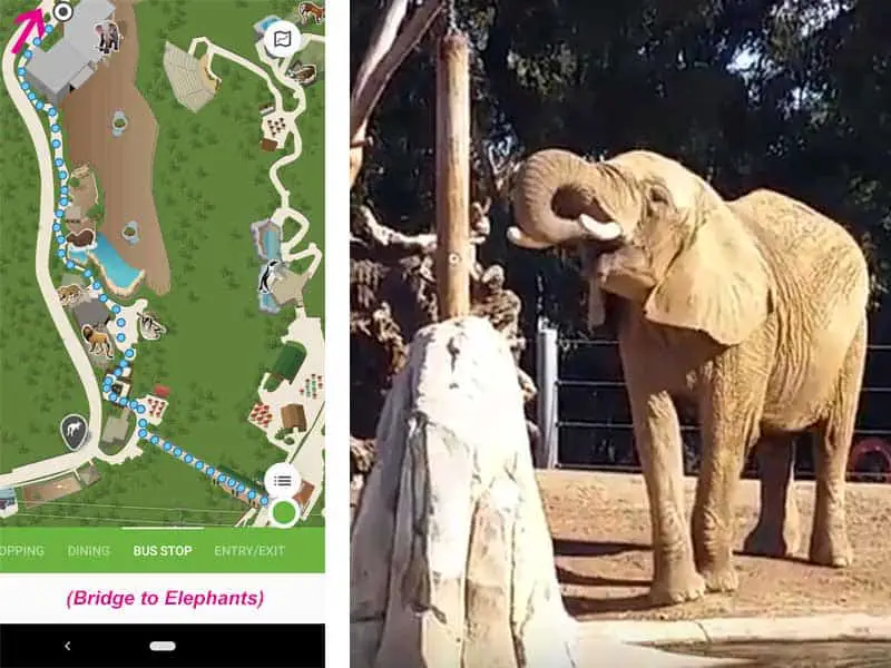 San Diego Zoo map. Route from from bridge elevator to the Elephant Care Center