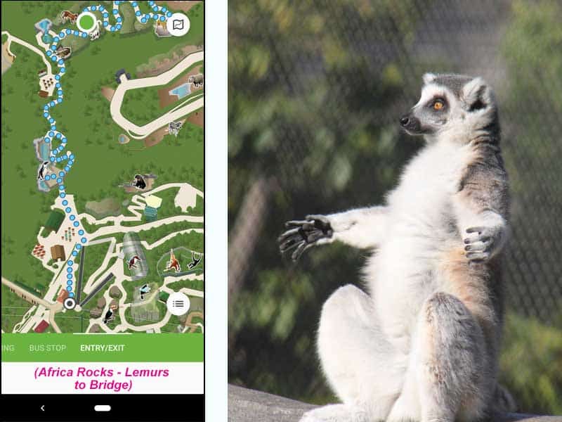 San Diego Zoo map. Route from lemurs in Africa Rocks to the bridge.