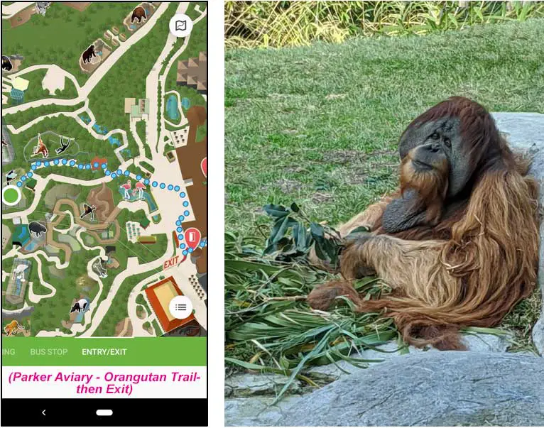 San Diego Zoo map route from Parker Aviary to the orangutans and the Zoo exit.