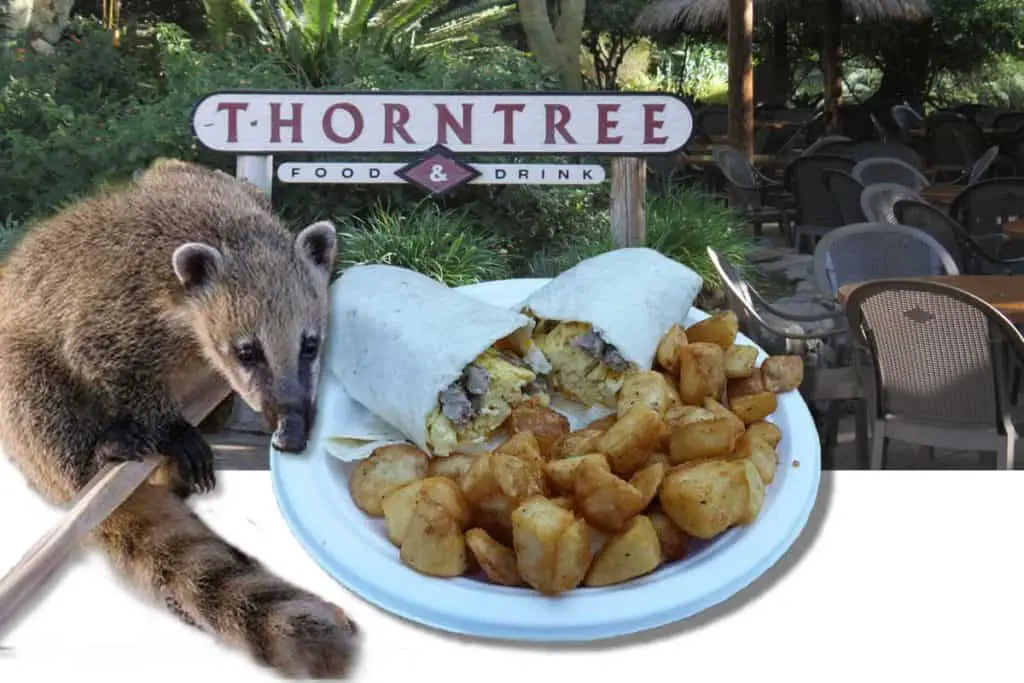 Thorntree Terrace Restaurant at Safari Park. Eat breakfast burritos and watch scampering mountain coatimundi.