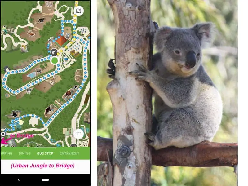 San Diego Zoo map. Walking route from one horned Indian rhinos & koalas to bears.