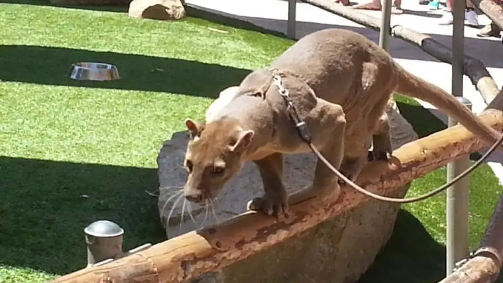 Fossa at Animal Ambassador Stage in San Diego Safari Park