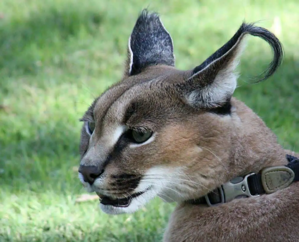 san diego safari park encounters