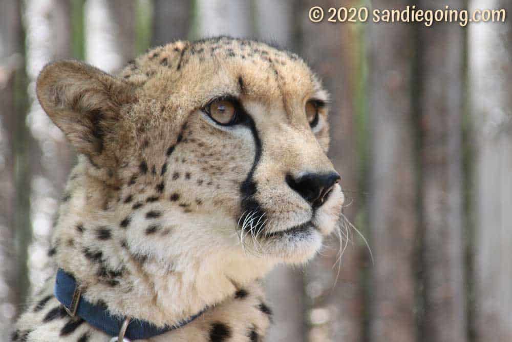 Cheetah closeup photo at San Diego Safari Park Sun-Up Cheetah Safari. Photo by Bob Ulrich
