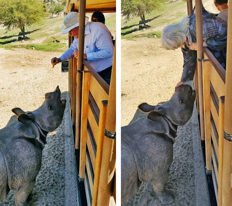 Feeding and petting rhinos on a San Diego Safari Park Deluxe Safari truck tour