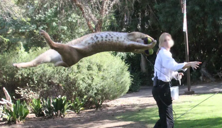 Leaping caracal at the Lawn at Okavango Terrace in San Diego Safari Park