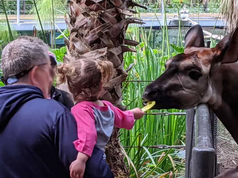 San Diego Zoo Inside Look Tour. Little girl feeding an Okapi.