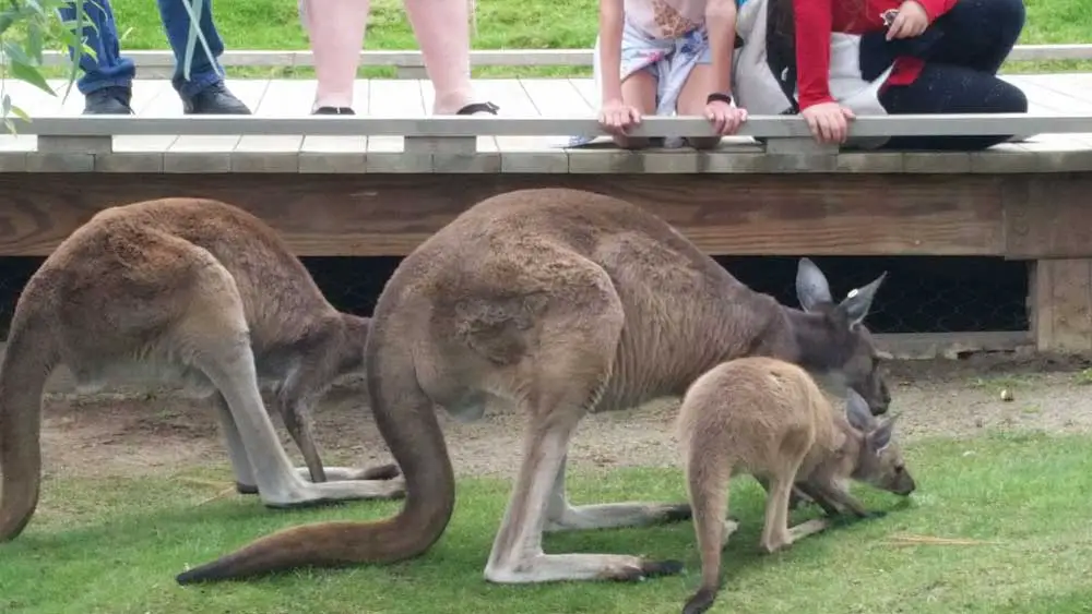 Kangaroo Walk in Walkabout Australia is included with Admission to San Diego Safari Park.