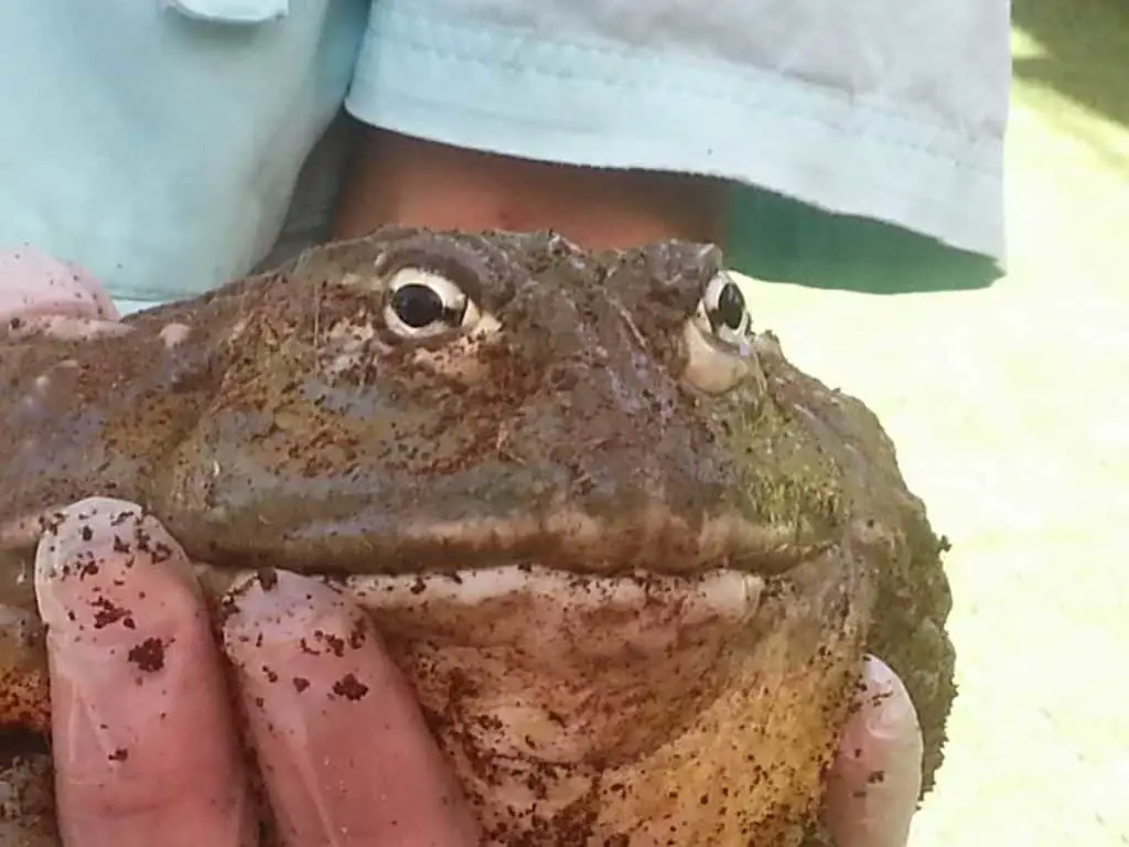 Frog at Nairobi Village in San Diego Safari Park