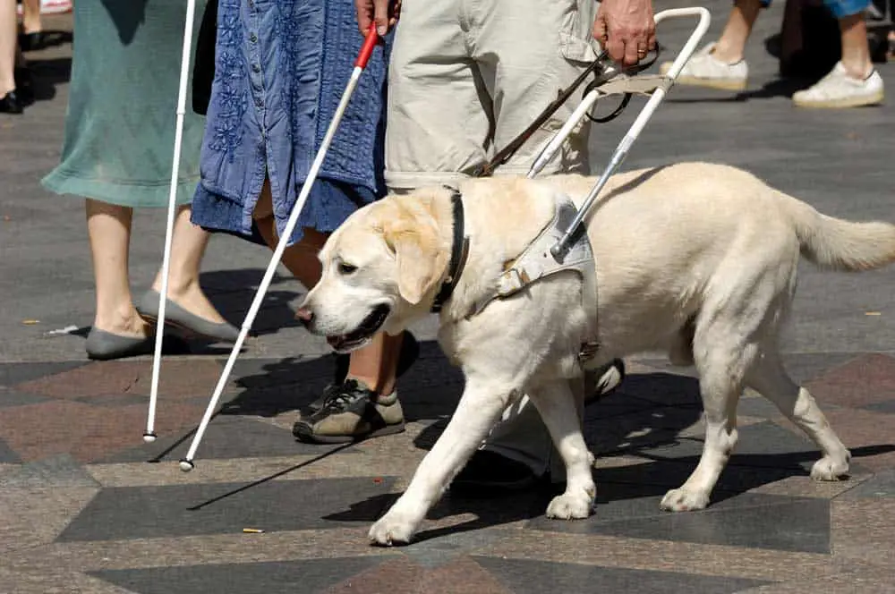 Only working service dogs are allowed inside San Diego Zoo