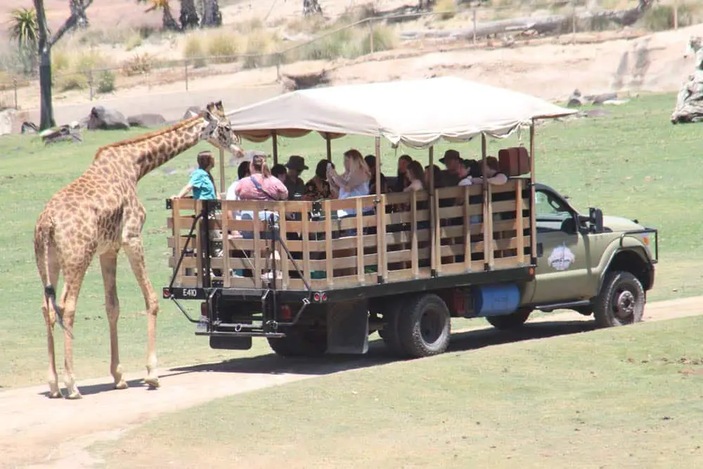 San Diego Safari Park Caravan Safari with giraffe waiting to be fed.