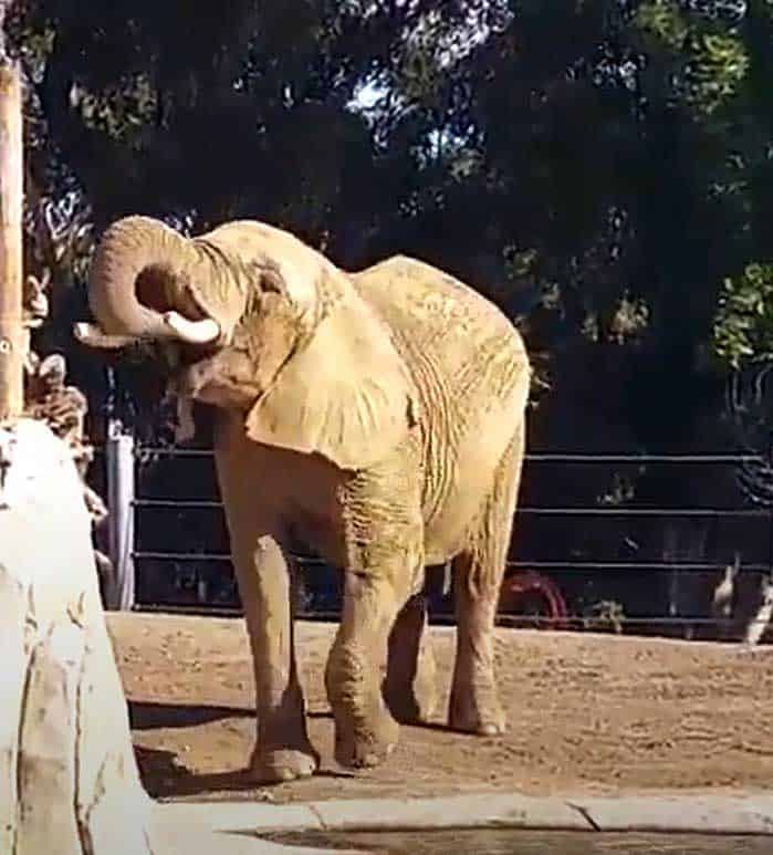 San Diego Zoo's Elephant Odyssey-African elephant taking a drink