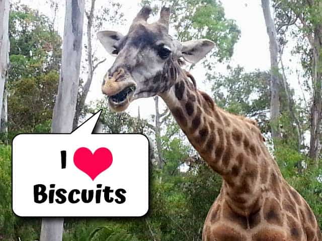 Feed a giraffe at San Diego zoo. They love their "biscuits". 