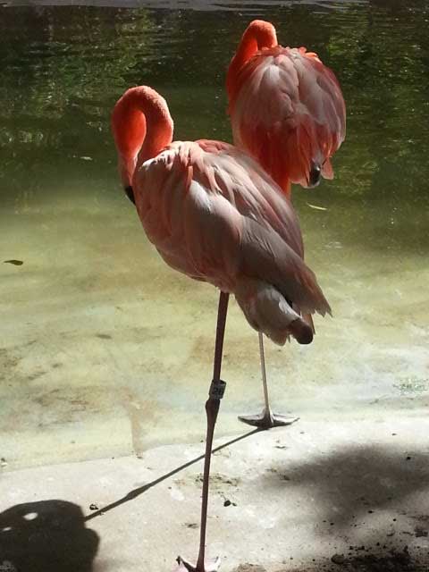 Chilean Flamingos at San Diego Safari Park.