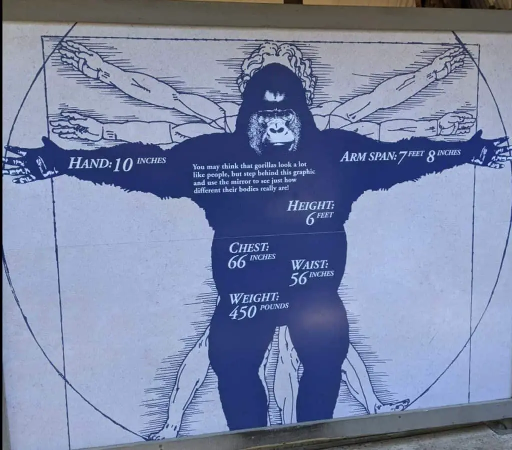 Gorilla-Human size comparison drawing at the San Diego Zoo.