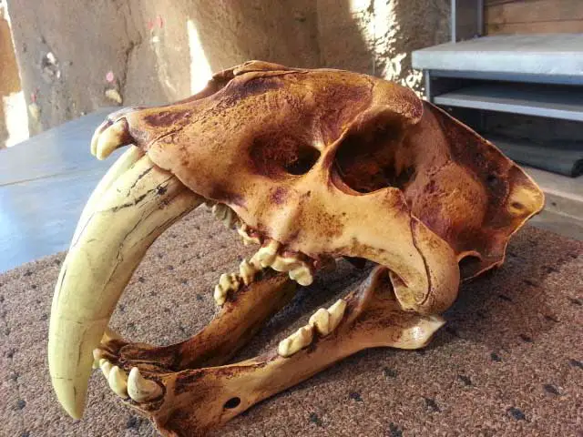 Saber tooth tiger skull replica at San Diego Zoo's Elephant Odyssey 