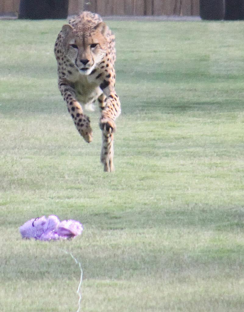 San Diego Safari Park Cheetah Run - chasing their favorite prey...a stuffed animal.