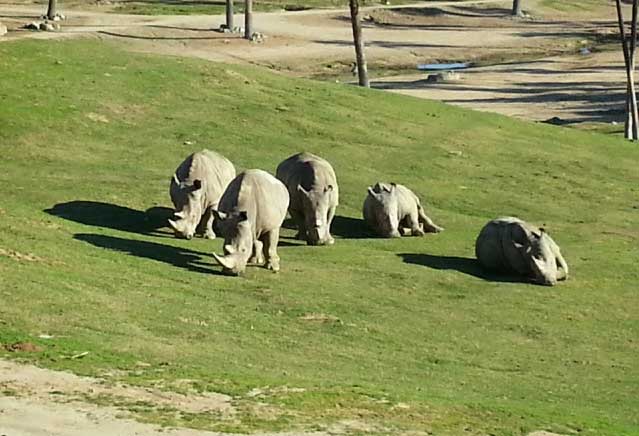 San Diego Safari Park rhino herd, also known as a crash of rhinos.