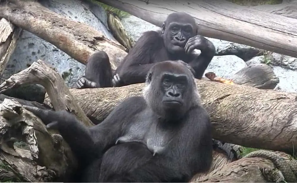 San Diego Zoo - two Western Lowland gorillas. In the Lost Forest