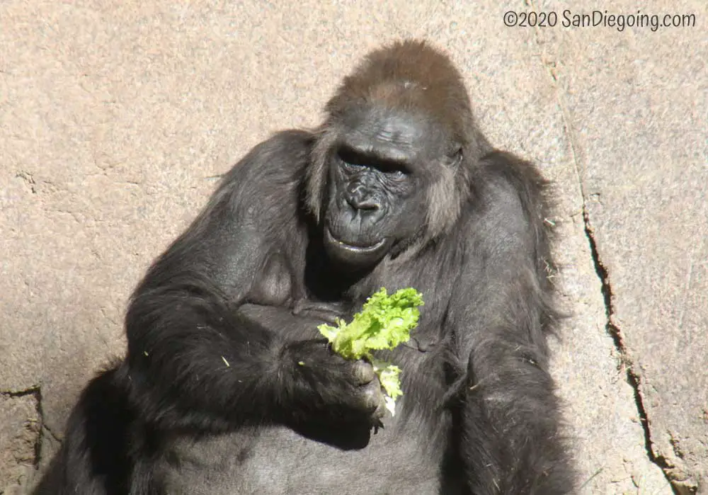 San Diego Zoo Western Lowland Gorilla eating lettuce in Lost Forest.