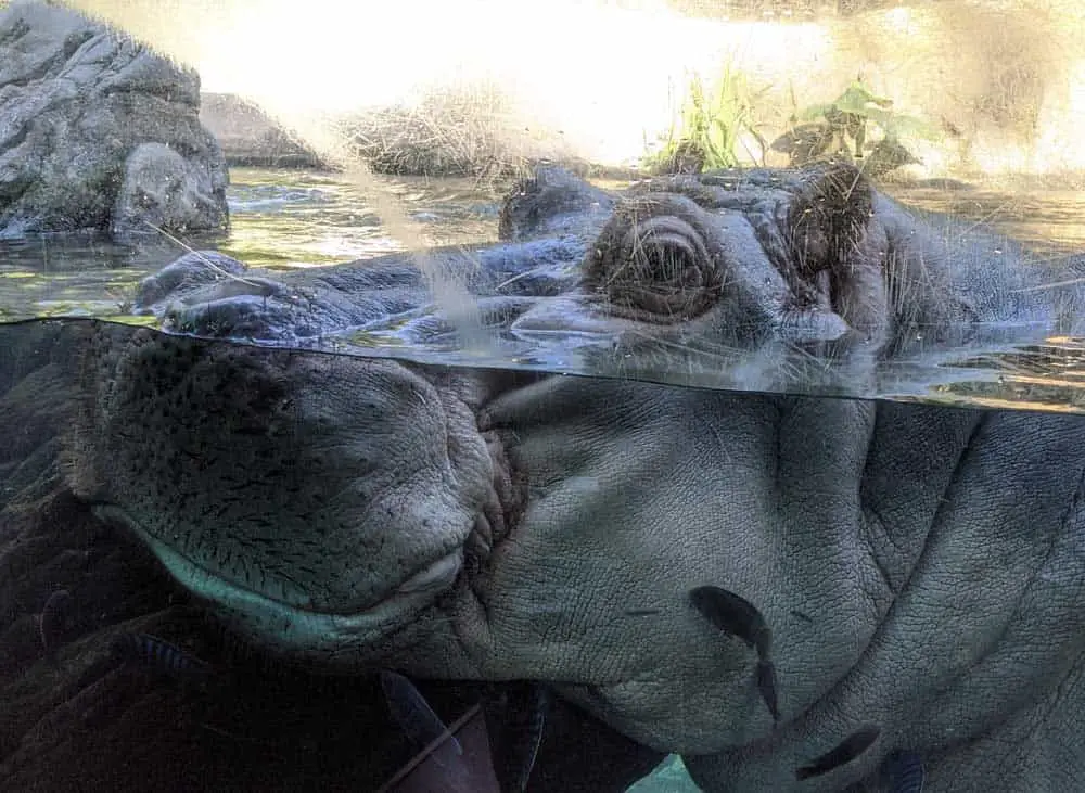 San Diego Zoo hippo in the Lost Forest