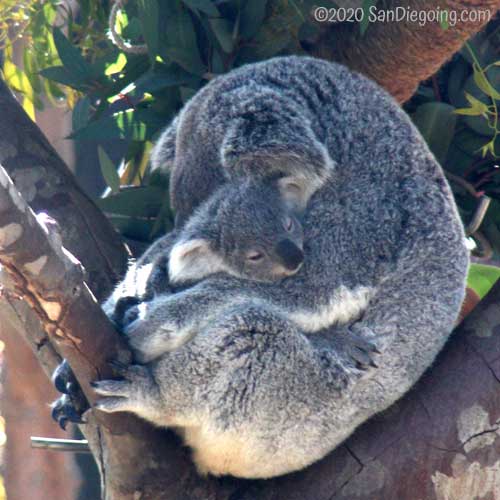 Koala doe sleeping with her joey in the Australian Outback exhibit at San Diego Zoo. Photo by Bob Ulrich. 