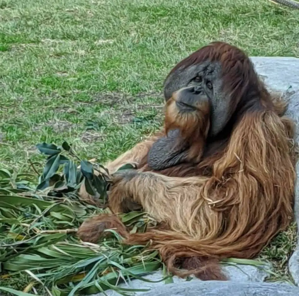 San Diego Zoo orangutan