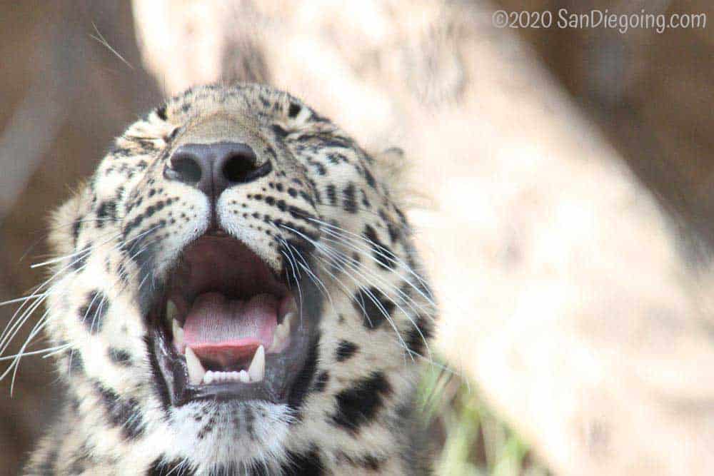 Snow leopard yawning in San Diego Zoo's Asian Passage exhibit. Photo by Bob Ulrich