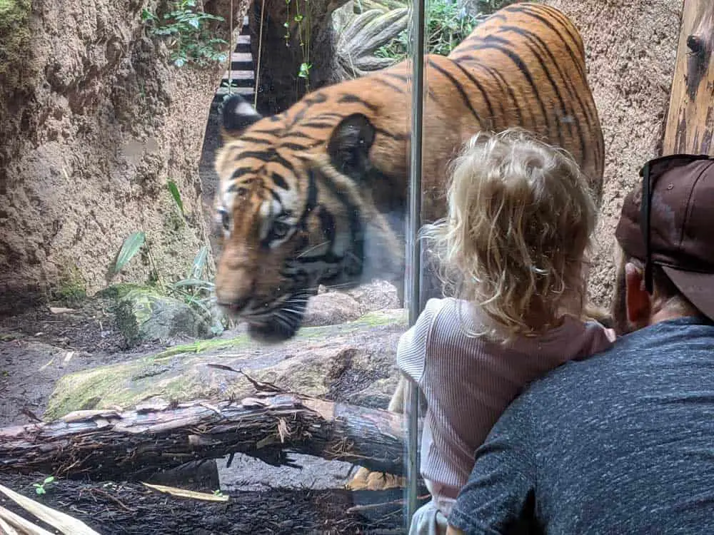 San Diego Zoo tiger exhibit. Small girl watching tiger walk by.