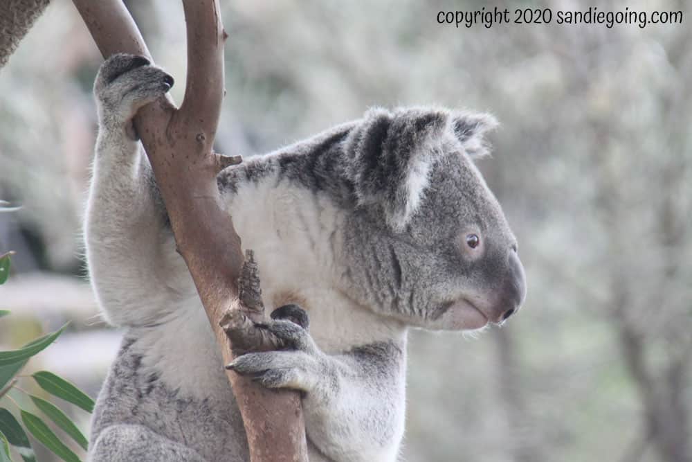 Koala at Australian Outback at San Diego Zoo